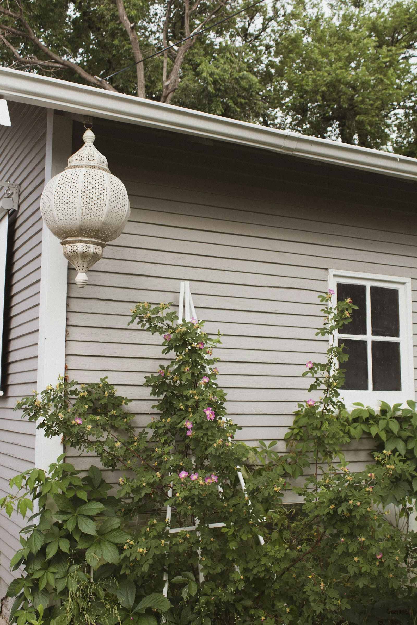 Gray lap siding beside a white window with climbing roses