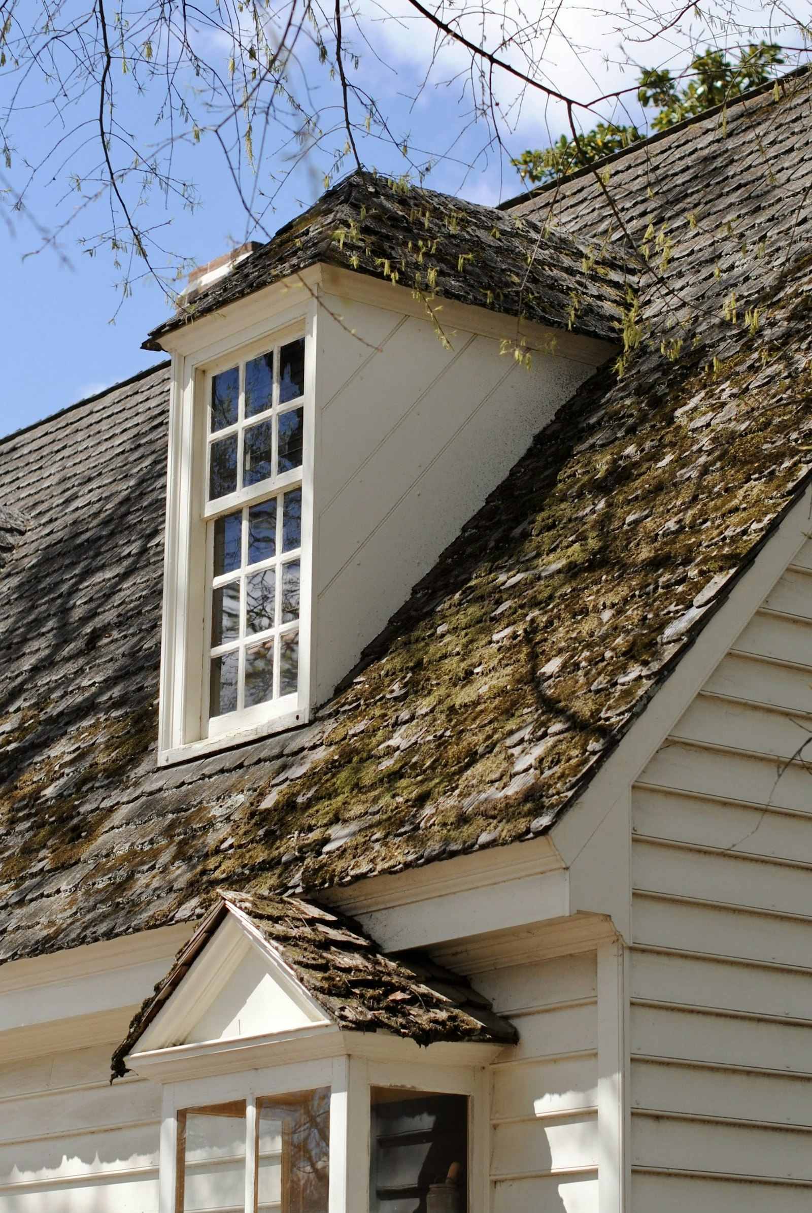 Moss growing on roof shingles next to a dormer window and siding
